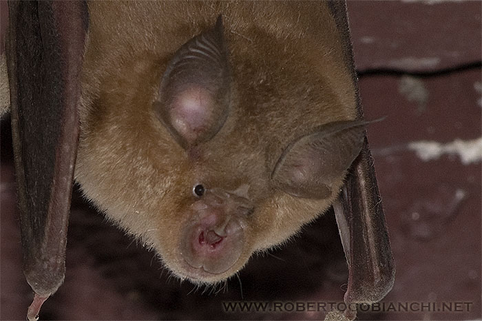 Rhinolophus sp.